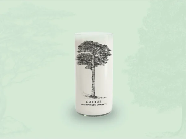 Juego de 6 Vasos Árboles de Chile - Imagen 4